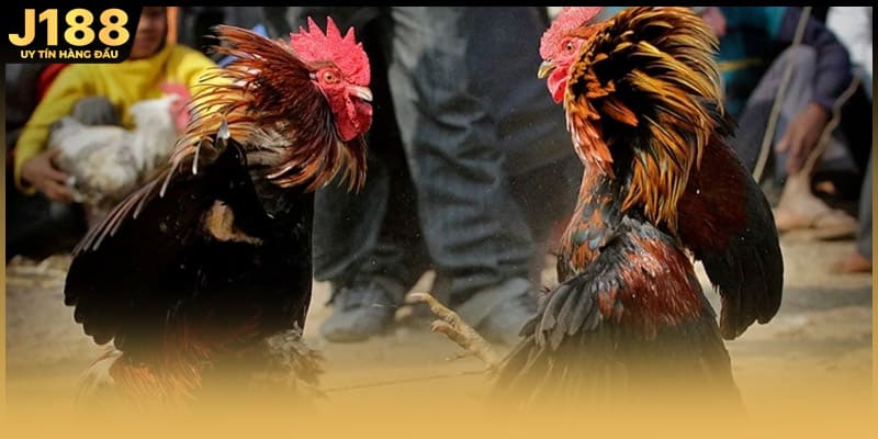 Đặc điểm của các trận đá gà mạng C4