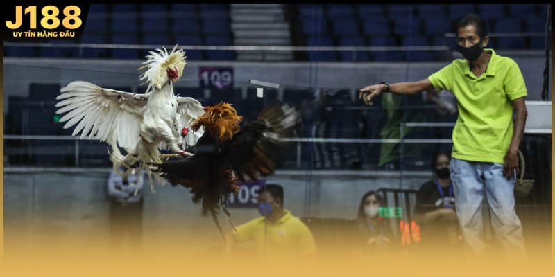 Ưu điểm và hạn chế của gà rừng đá cựa sắt